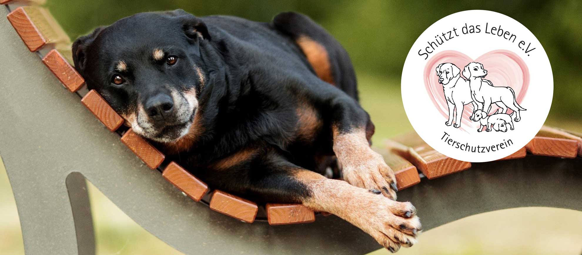 Hund liegt entspannt auf einer Bank, dazu das Logo vom Tierschutzverein Schützt das Leben e.V.