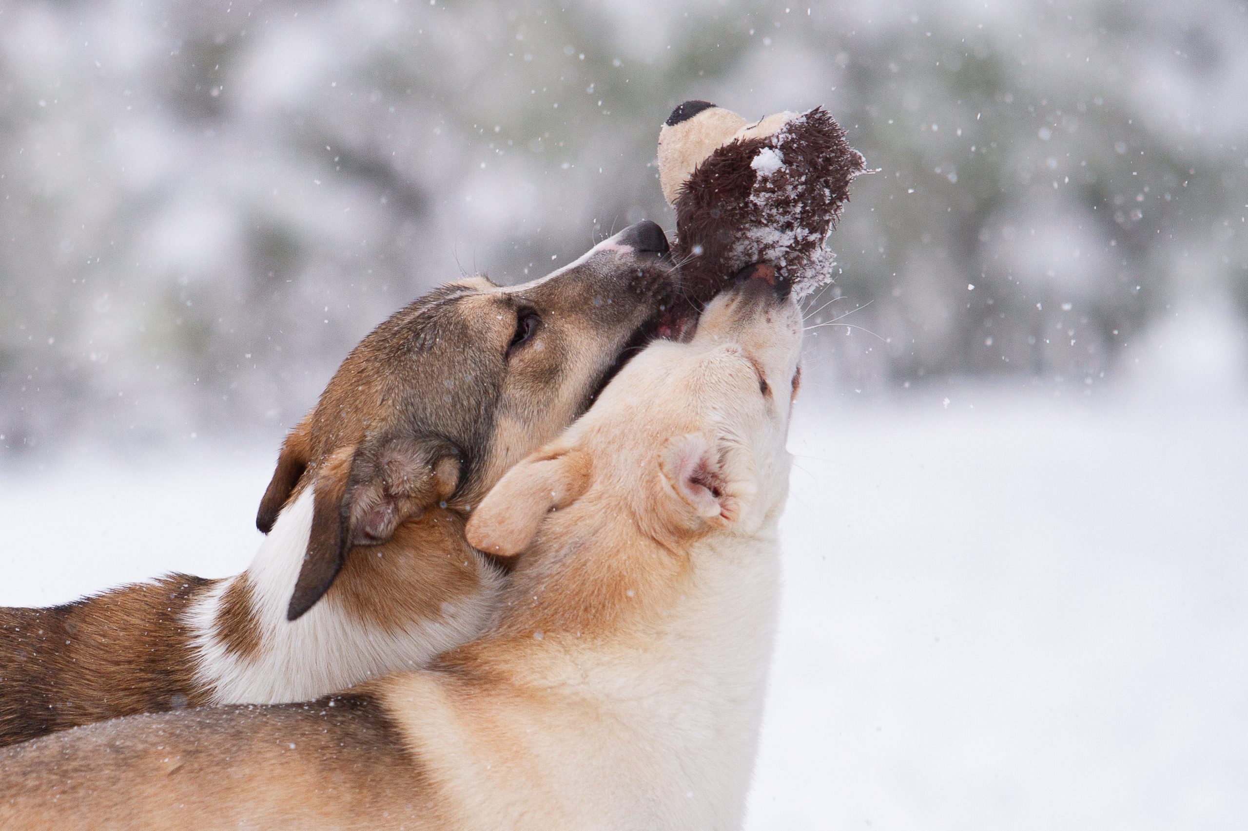 Zwei Hunde spielen im Schnee mit einem Kuschelbär