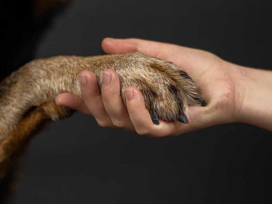Hundepfote liegt in Menschenhand als Symbol für Kontakt und Vertrauen